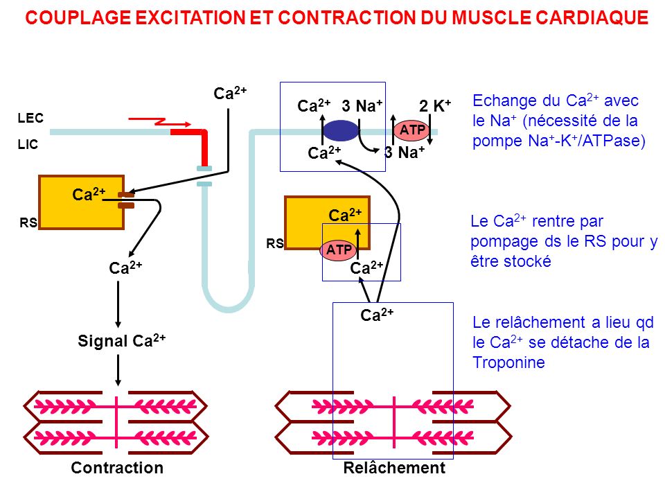 Lactivit Lectrique Des Cellules Cellules Myocardiques Ppt Video